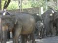/album/fotogaleria-sri-lanka-maldivy-zajazd-vy-a-my/sri-lanka-by-jamajkanita-39-jpg/